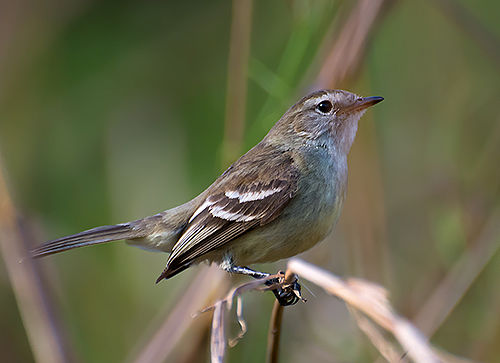 Mouse-colored tyrannulet